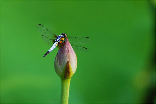 荷花